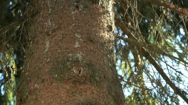 Kraftfulla trädstammen tall i parken — Stockvideo