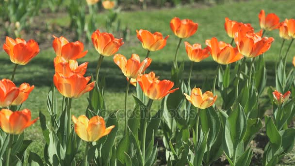 A lot of colourful of growing tulips outdoors — Stock Video