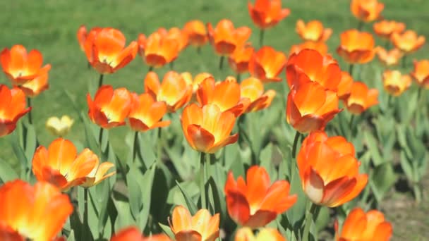 Красивая поляна тюльпанов на открытом воздухе — стоковое видео