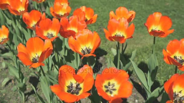 Много красочных растущих тюльпанов на открытом воздухе — стоковое видео