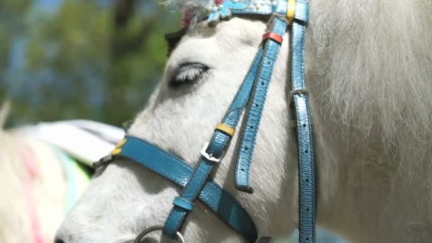 Weißes Pferdchen wird für den Urlaub angezogen — Stockvideo