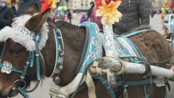 Pequeño caballo blanco está vestido para las vacaciones — Vídeos de Stock