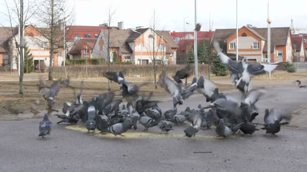 Pojke som passerar på skateboards flockar av duvor — Stockvideo