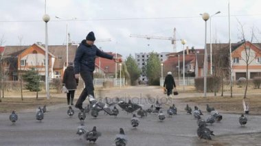 Adam sürü güvercin besleme