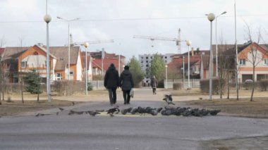 Switchgrass Park'ta yemek güvercinler sürüsü
