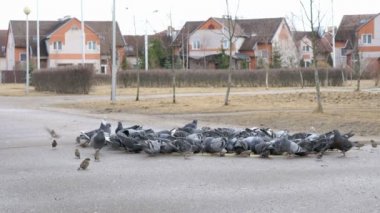 Switchgrass Park'ta yemek güvercinler sürüsü
