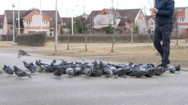 Manada de palomas que alimentan al hombre — Vídeo de stock