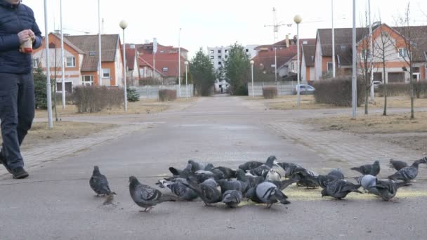 Man feeding flock of pigeons — Stock Video