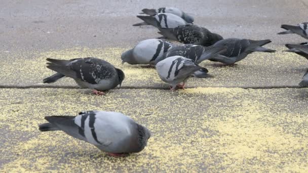 Switchgrass Park'ta yemek güvercinler sürüsü — Stok video