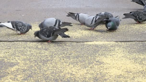 公園でグラスを食べる鳩の群れ — ストック動画