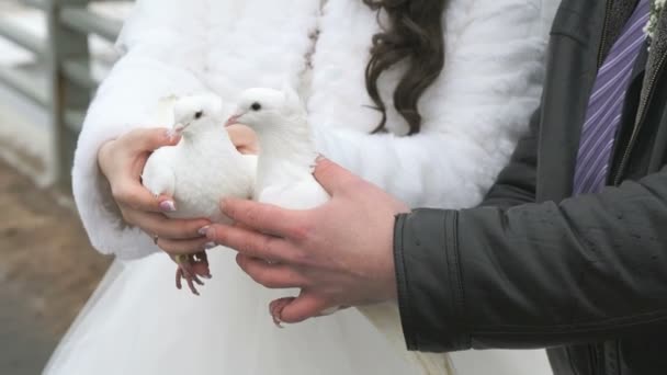 Bride and groom hold two white doves in hands — Stock Video