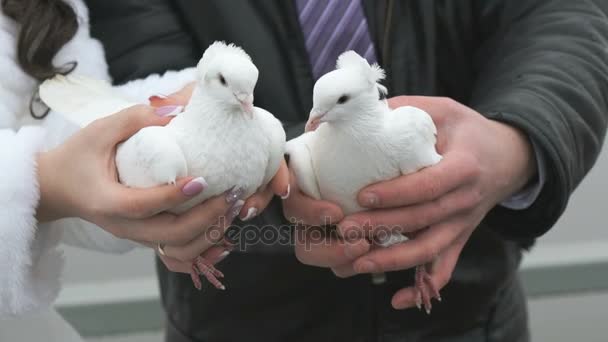 Bride and groom hold two white doves in hands — Stock Video