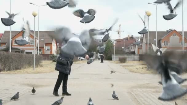 Mujer adulta alimentando bandada de palomas en la calle — Vídeo de stock