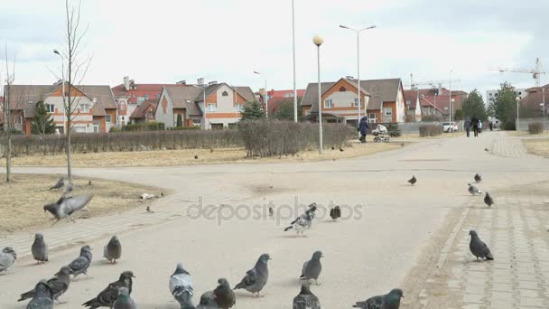 Flock of pigeons eating switchgrass on street — Stock Video