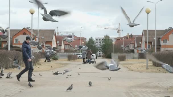Man feeding flock of pigeons — Stock Video