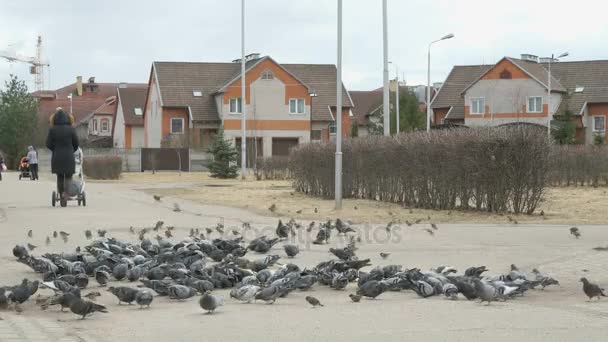 Flock of pigeons eating switchgrass on street — Stock Video
