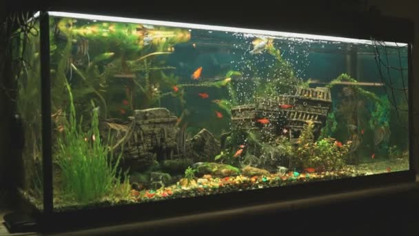 Μεγάλο όμορφο ενυδρείο με μικρά ψάρια σε εσωτερικούς χώρους — Αρχείο Βίντεο