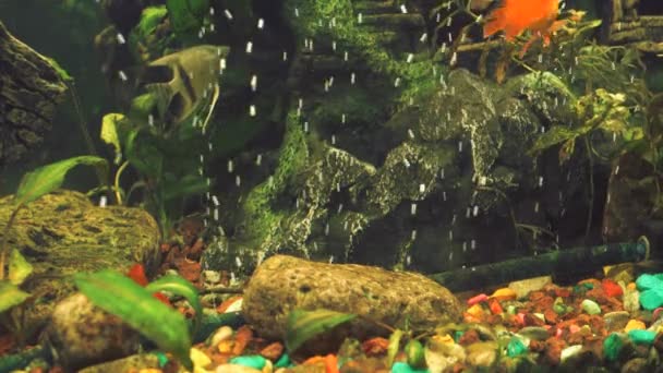 Acuario de agua dulce verde con peces pequeños — Vídeo de stock