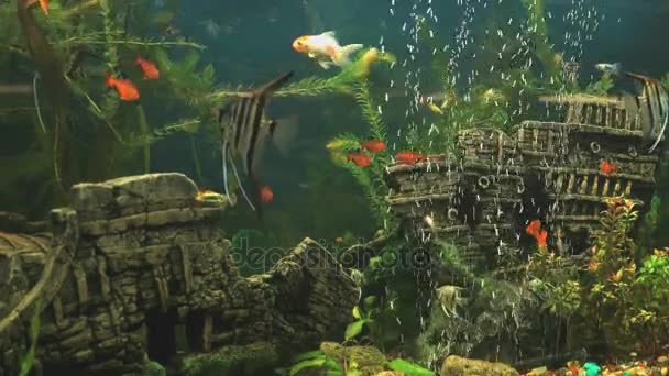 Groupe de petits poissons rouges dans l'aquarium. Gros plan — Video