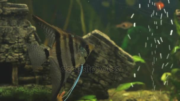 Зелений прісноводний акваріум з дрібними рибами — стокове відео