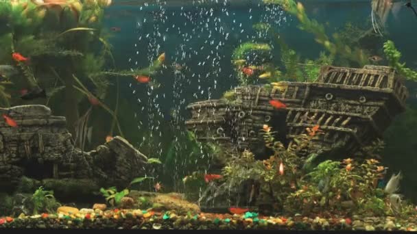 Vissen in aquarium in de vorm van oude gezonken schip — Stockvideo