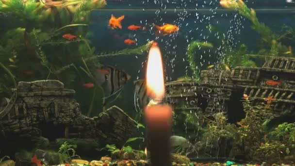 Burning candle on the background of the aquarium — Stock Video