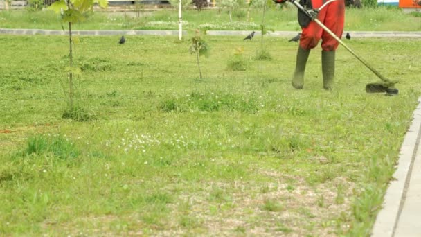 Jardineiro grama de corte usando cortador de grama ao ar livre — Vídeo de Stock