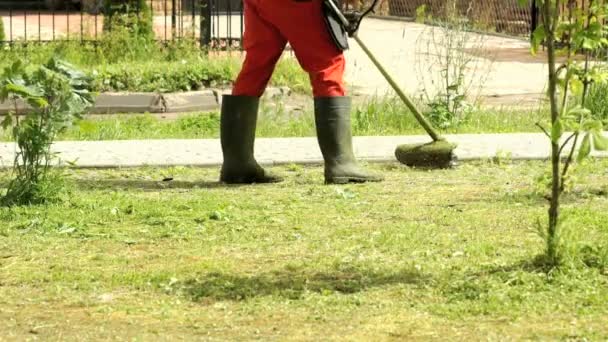Trabajador cortando una hierba usando un trimmer al aire libre — Vídeo de stock