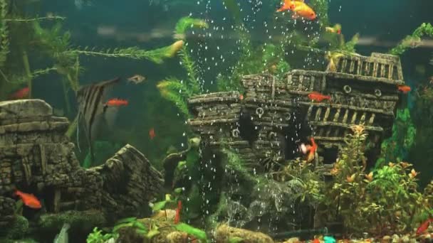 Риба в акваріум у вигляді стародавнього затонулого корабля — стокове відео
