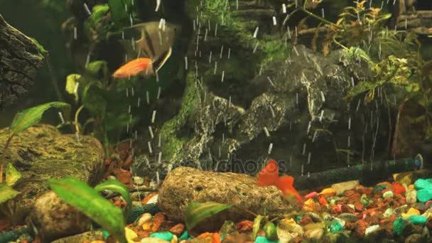 Piccoli pesci in acquario. Primo piano — Video Stock
