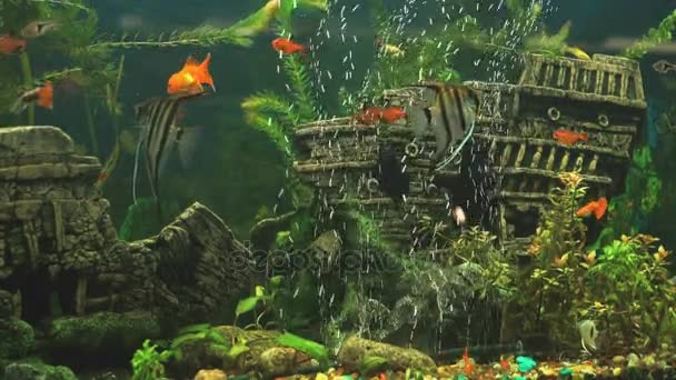 Fiskar i akvarium i form av gamla sjunkna skeppet — Stockvideo