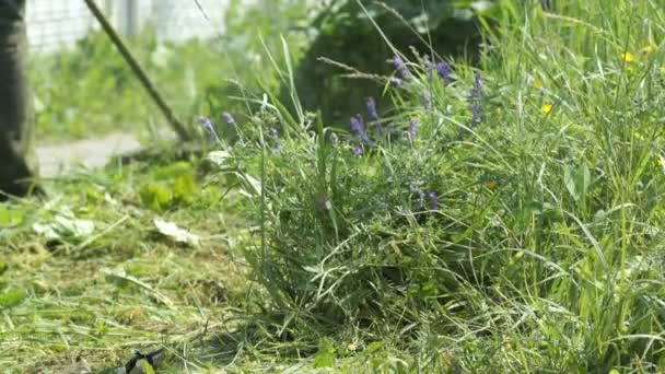 Jardinier coupe une herbe à l'aide d'une tondeuse à gazon à l'extérieur — Video