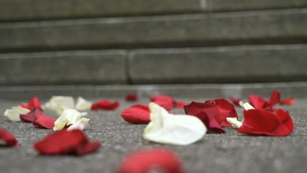Красные, белые лепестки роз, разбросанные по мраморной плитке — стоковое видео