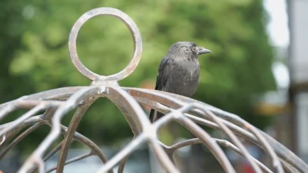 Corbeau gris assis sur la cage dans la rue — Video