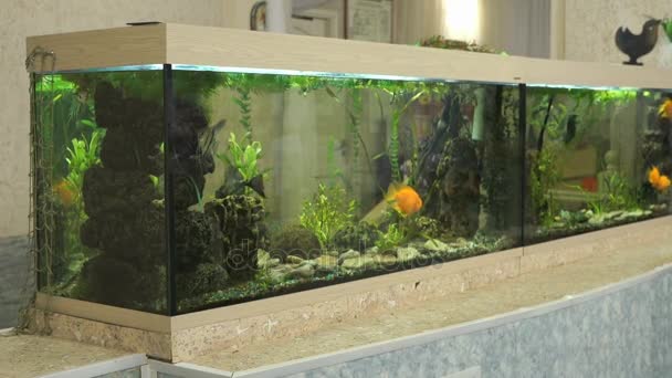 Acquario bello grande con piccoli pesci all'interno — Video Stock