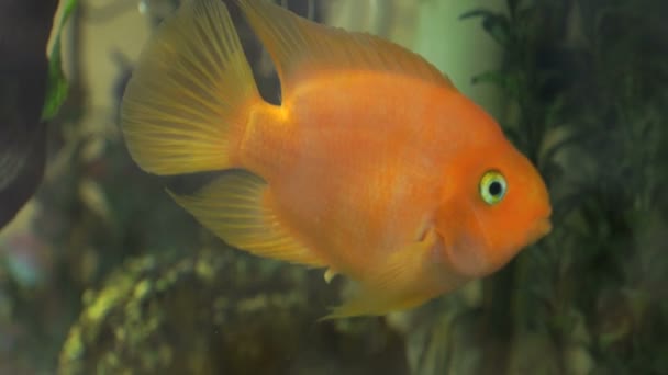 Green freshwater aquarium with golden fishes — Stock Video
