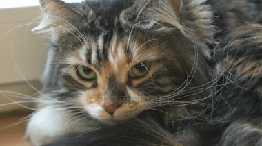 Sevimli pofuduk kedi kameraya bakıyor.