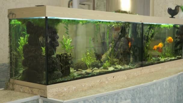 실내에 작은 물고기와 큰 아름 다운 수족관 — 비디오