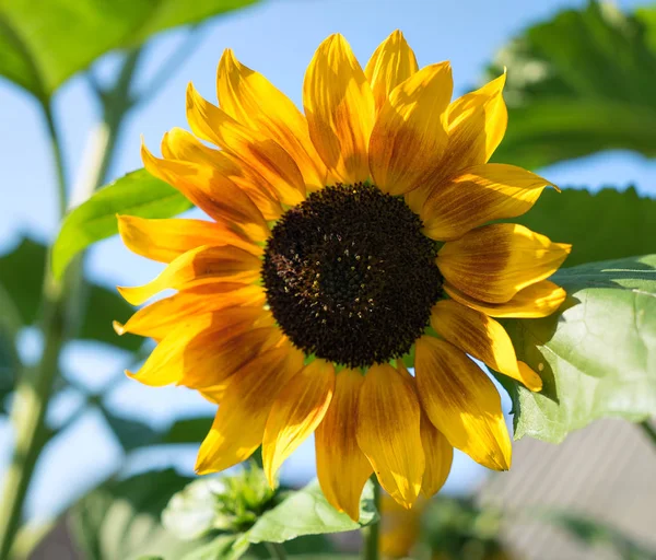 Ayçiçeği doğal zemin üzerine Close-up