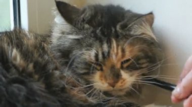 Sevimli pofuduk kedi kameraya bakıyor.