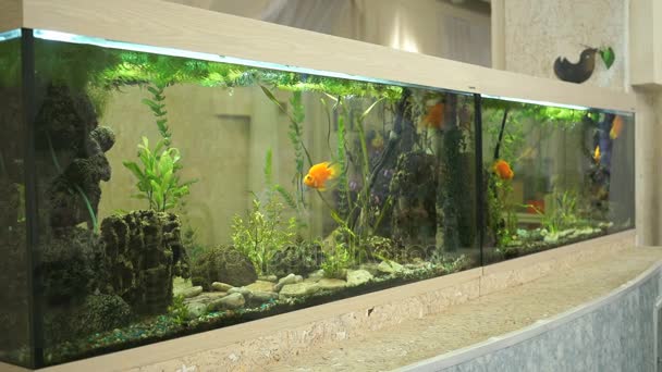Grande belo aquário com pequenos peixes dentro de casa — Vídeo de Stock