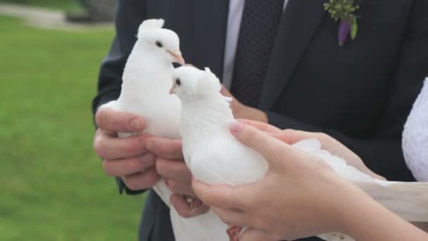 Белые голуби в руках молодоженов — стоковое видео