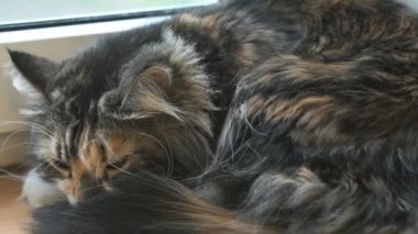 Sevimli pofuduk kedi kameraya bakıyor.