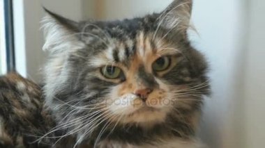 Sevimli pofuduk kedi kameraya bakıyor.
