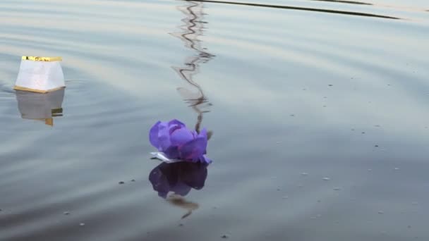 Different colors water lilies with candle on water — Stock Video