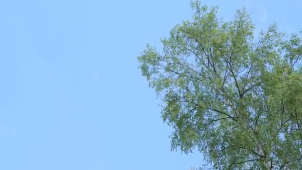 Дерево машет листьями на фоне голубого неба — стоковое видео