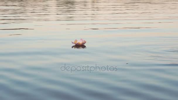 Pink water lily with candle on the water — Stock Video