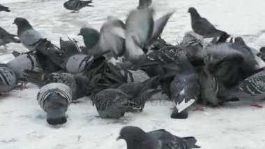 Switchgrass Park'ta yemek güvercinler sürüsü