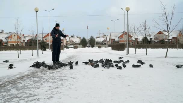 Adam parkta güvercinlere büyük sürüsü kış aylarında beslenme — Stok video