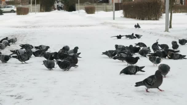 Flock of pigeons eating switchgrass in park — Stock Video